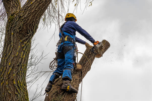 Best Residential Tree Removal  in USA